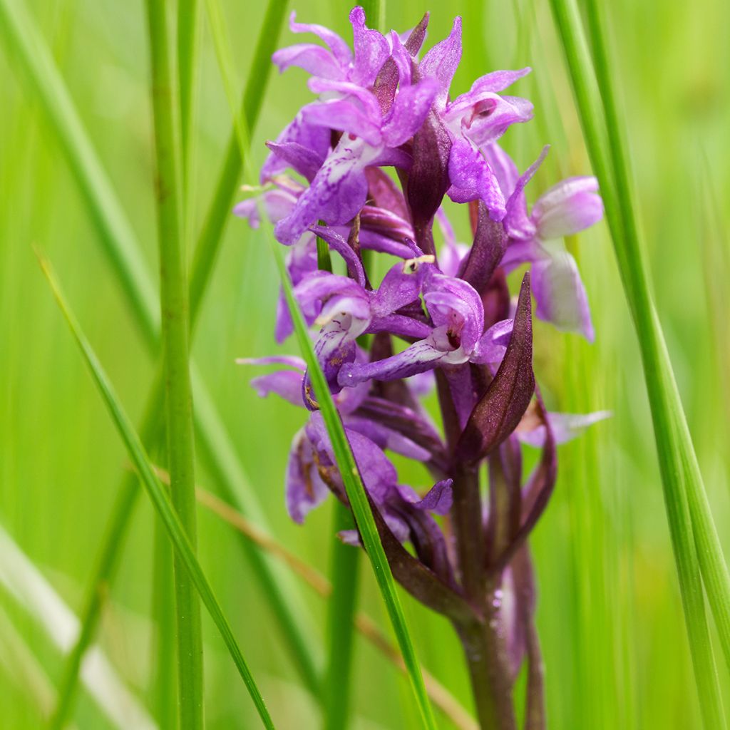 Dactylorhiza maculata - Knabenkraut