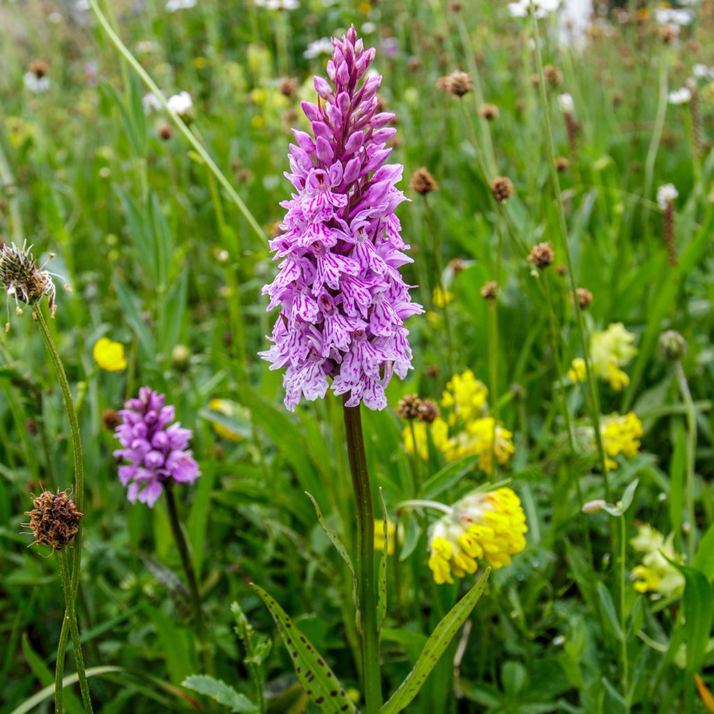 Dactylorhiza maculata - Knabenkraut