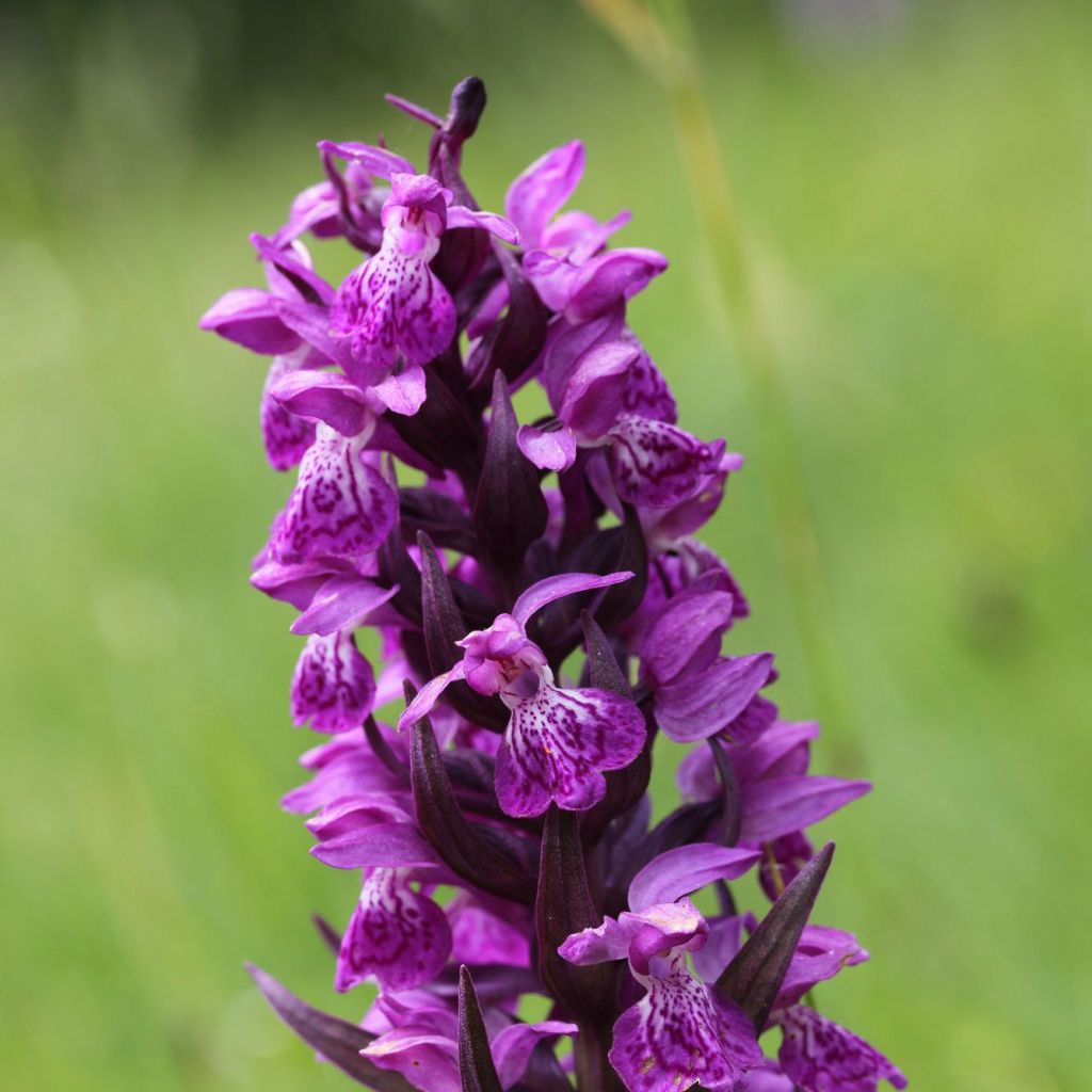 Dactylorhiza majalis - Knabenkraut