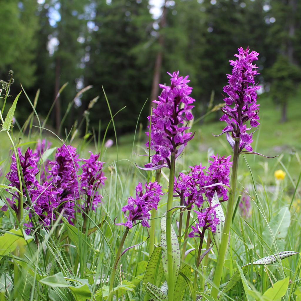 Dactylorhiza majalis - Knabenkraut