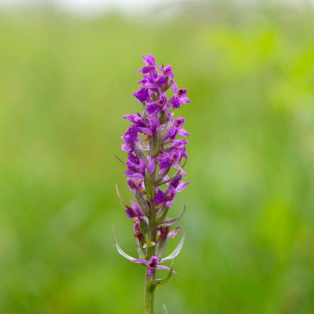 Dactylorhiza majalis - Knabenkraut