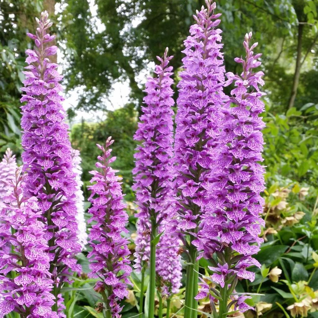 Dactylorhiza praetermissa - Orchis négligé