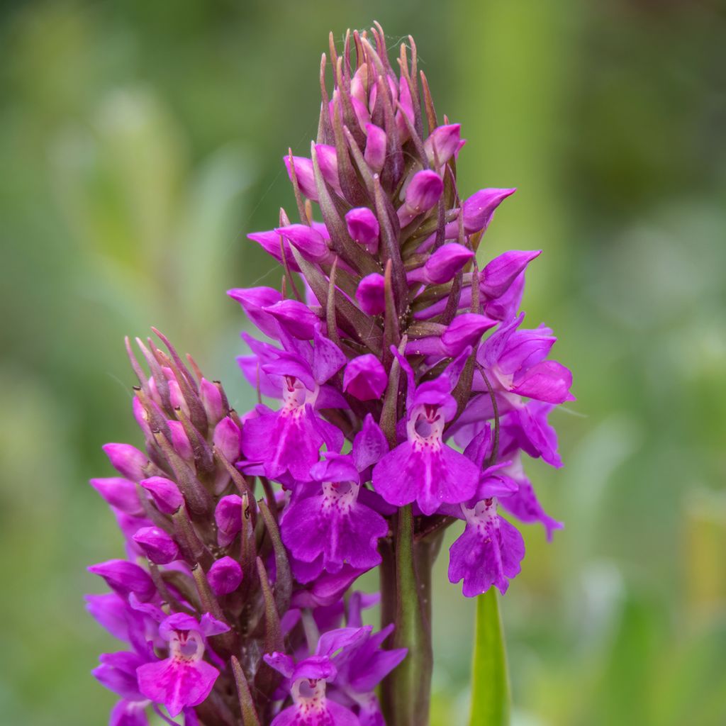 Dactylorhiza praetermissa - Knabenkraut