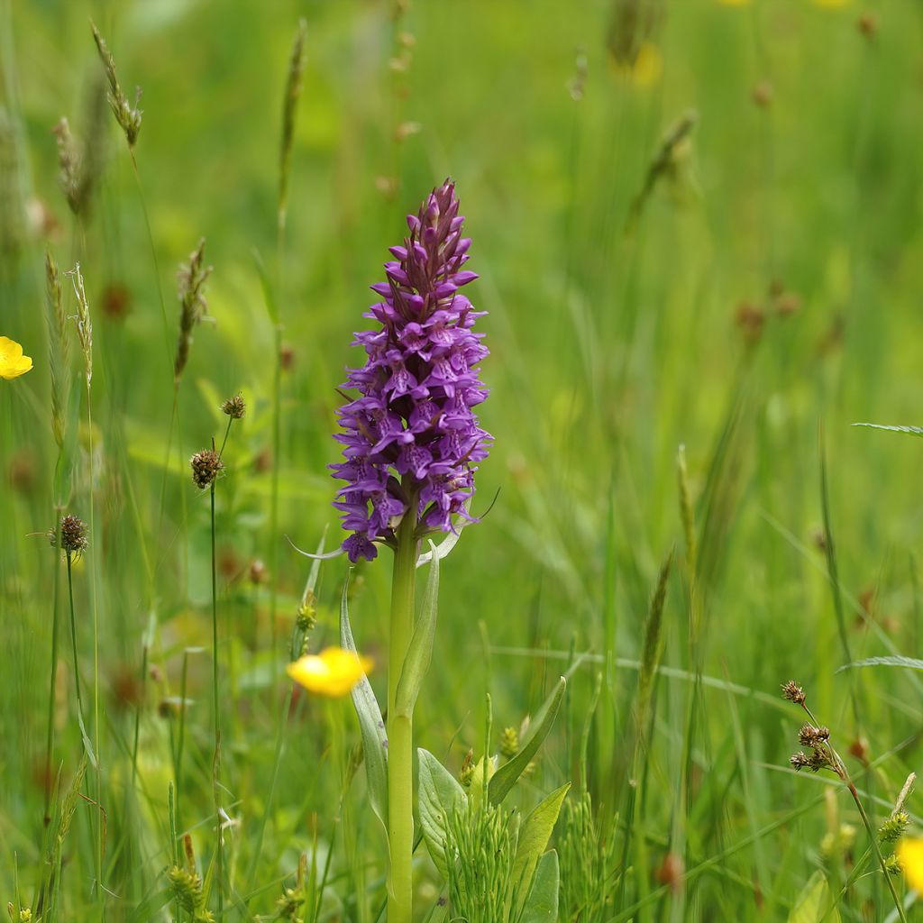 Dactylorhiza praetermissa - Knabenkraut