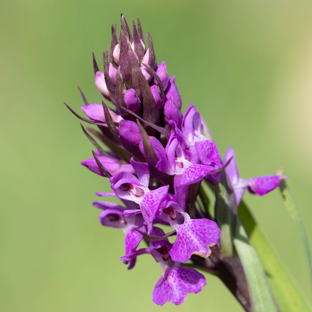 Dactylorhiza praetermissa - Knabenkraut