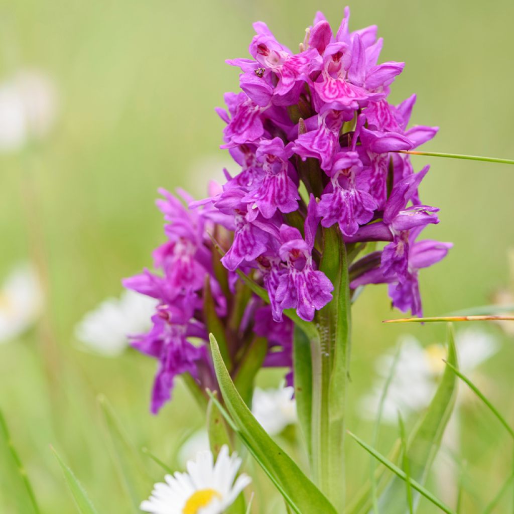 Dactylorhiza purpurella - Knabenkraut