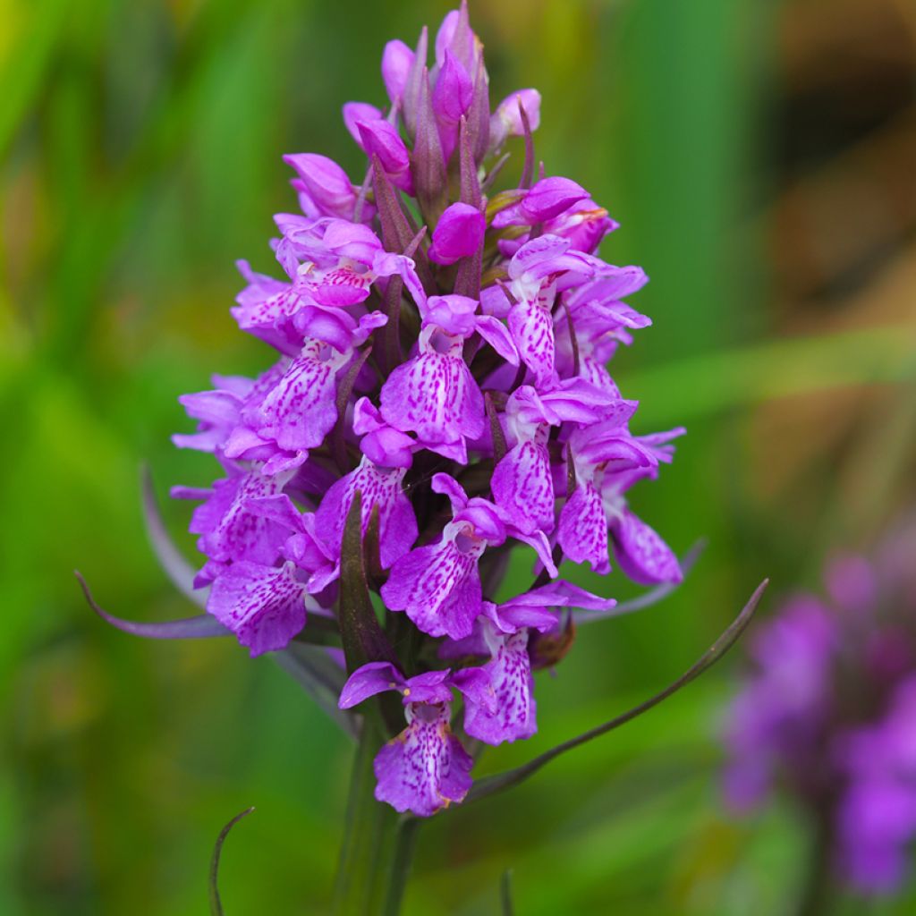 Dactylorhiza purpurella, Orchis pourpre - Orchidée vivace de jardin