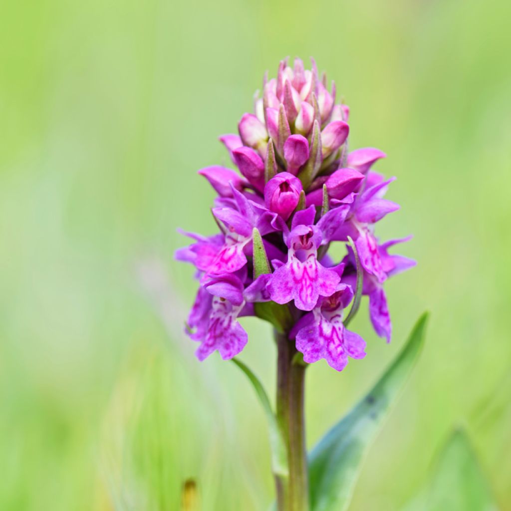 Dactylorhiza purpurella, Orchis pourpre - Orchidée vivace de jardin