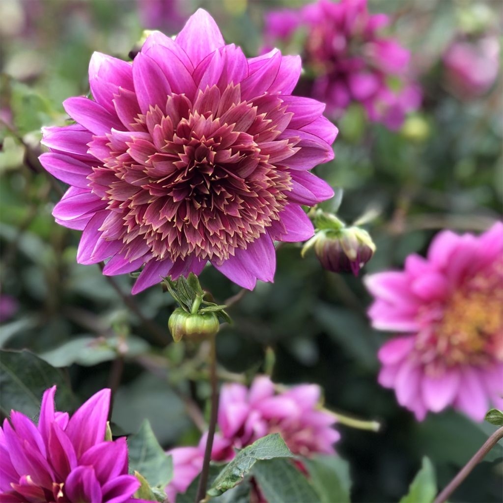 Anemonenblütige Dahlie Mambo