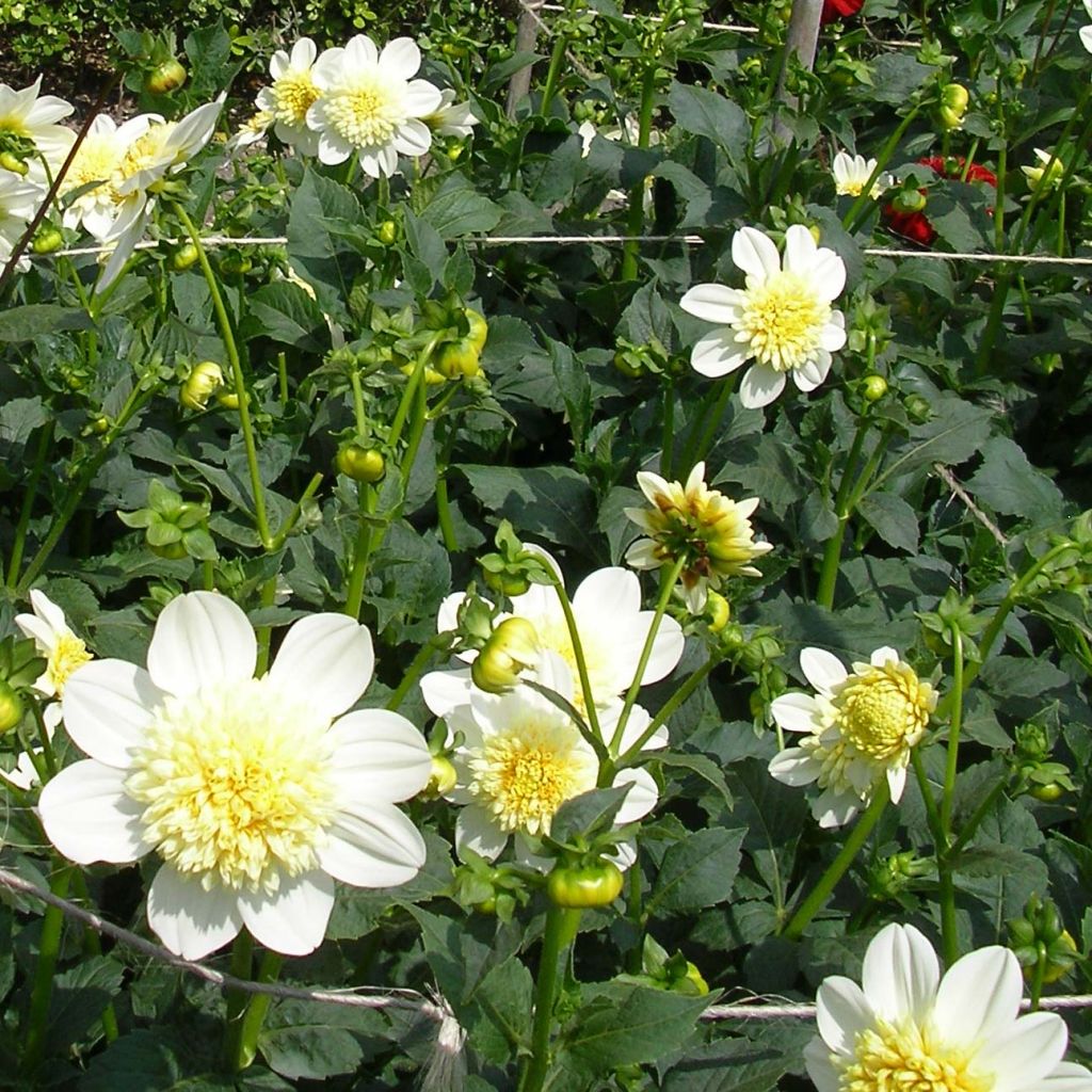 Anemonenblütige Dahlie Platinum Blonde