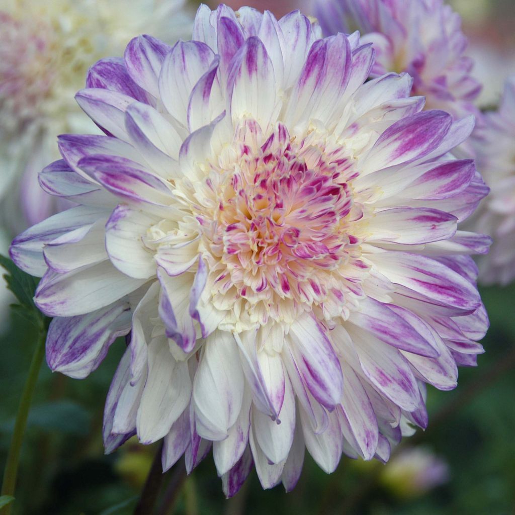 Dahlia anémone Que Sera