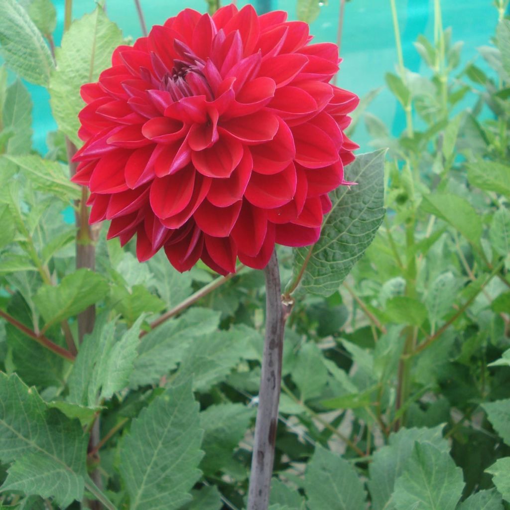 Dahlia décoratif Anne Cornelia