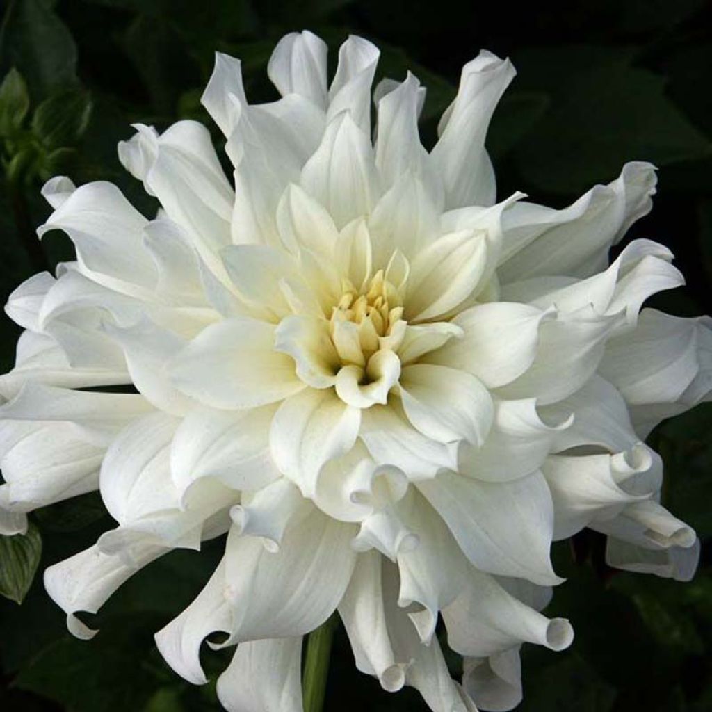 Dahlia cactus nain Aspen