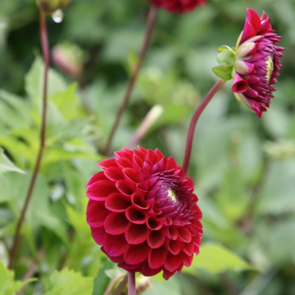 Dahlia mini-balles Babette