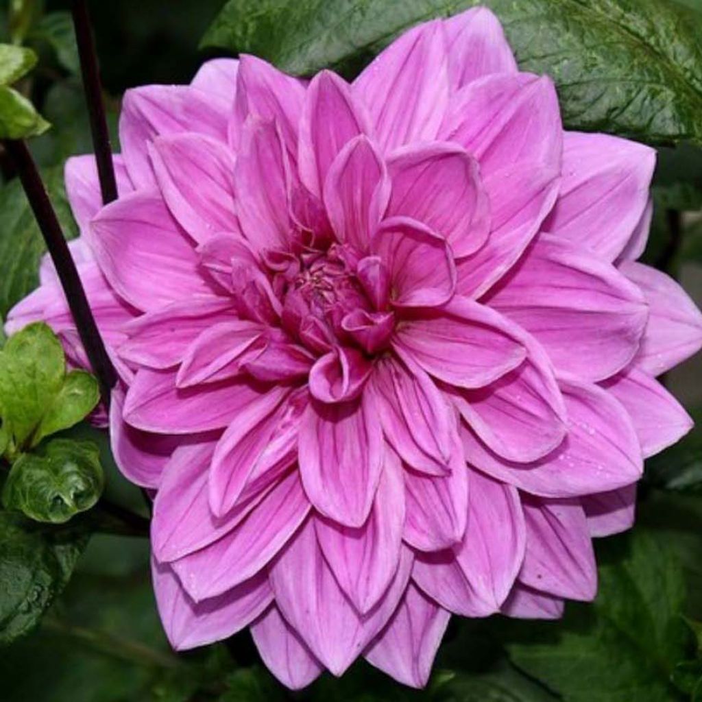 Dahlia décoratif Babylon Rose 