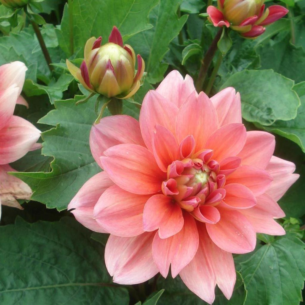 Dahlia nain Berliner Kleene