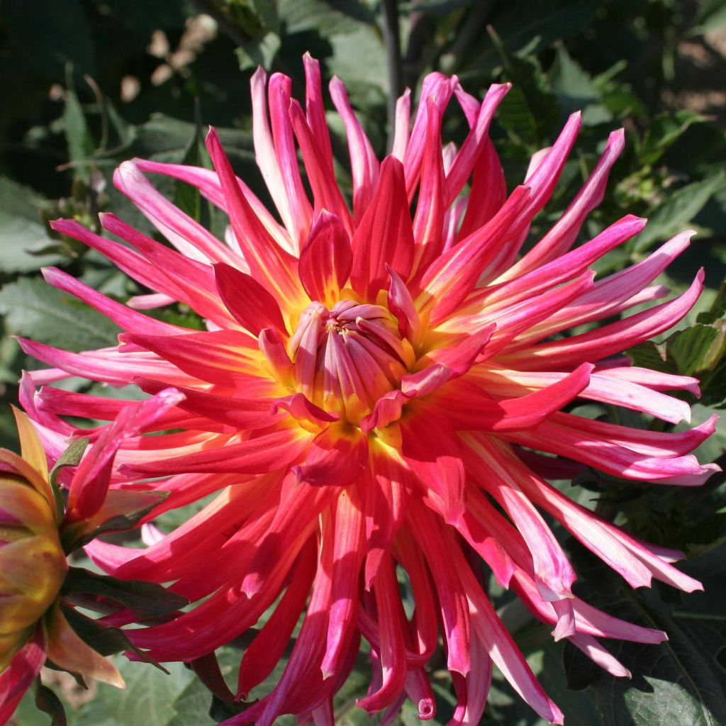 Dahlia cactus Bora Bora