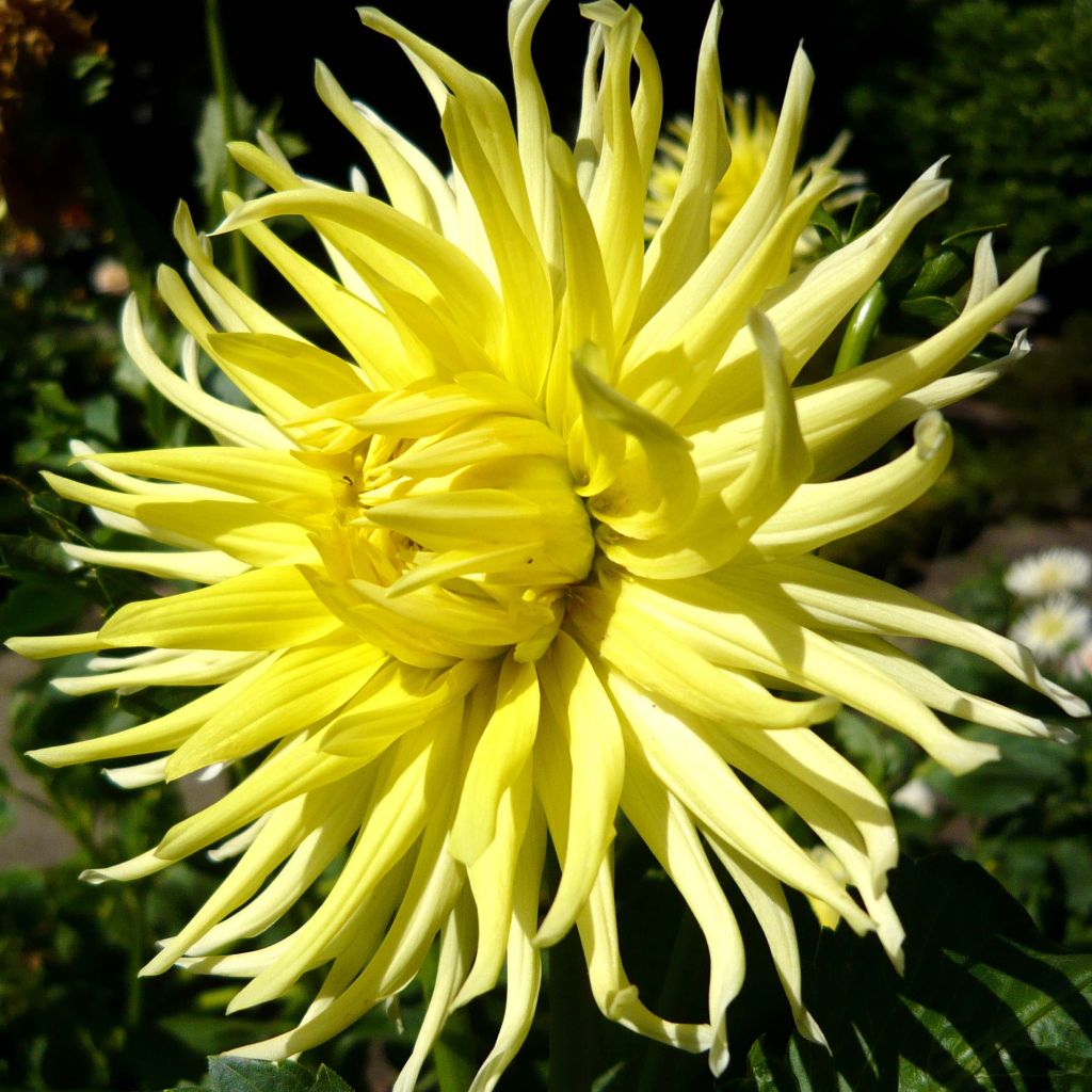 Dahlia cactus Kennemerland