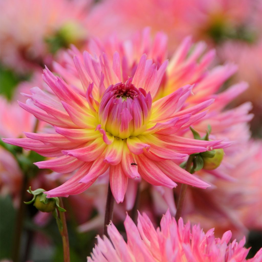 Dahlia cactus Karma Sangria