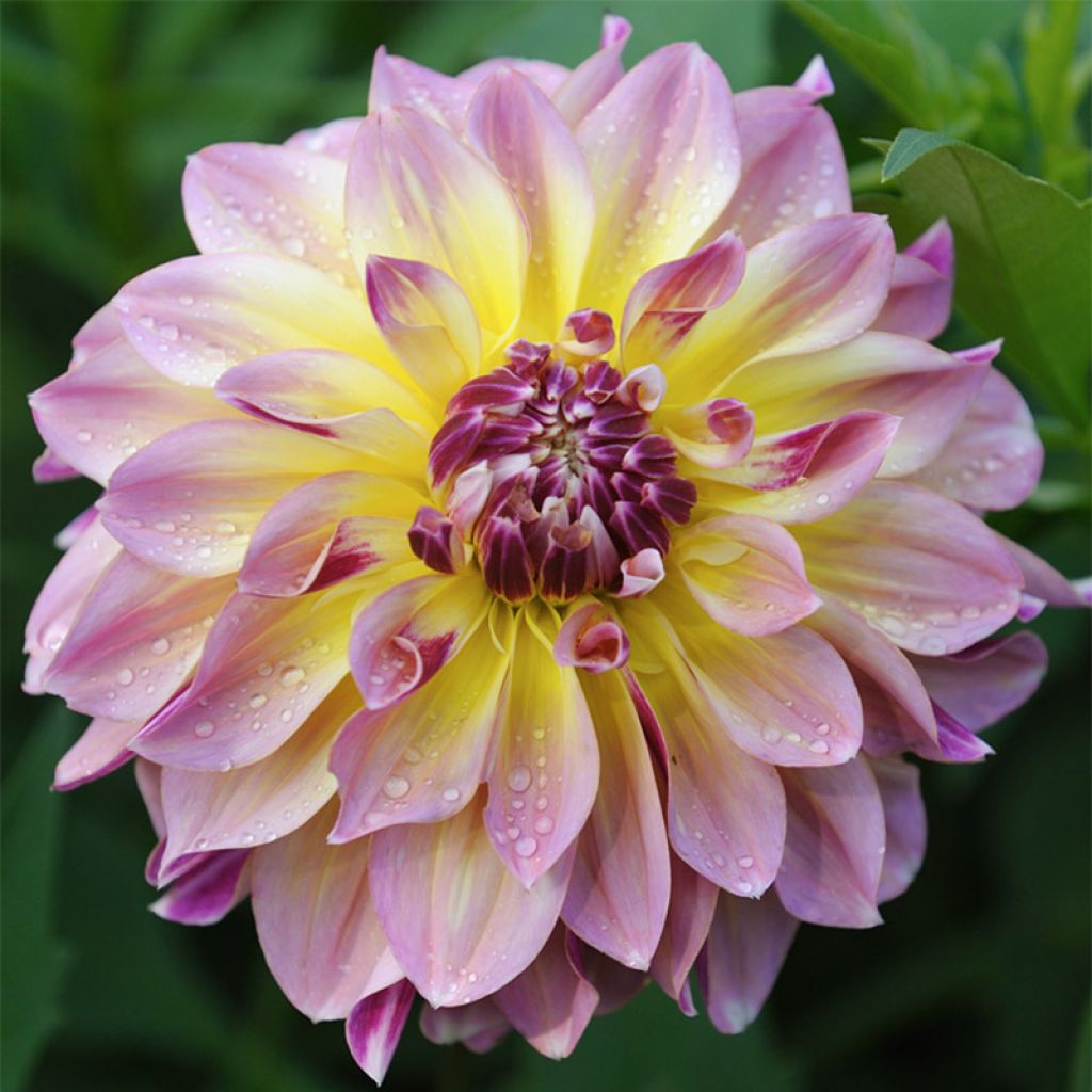 Dahlia géant Caribbean Fantasy