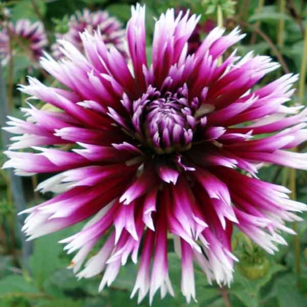 Dahlia cactus dentelle Clair Obscur