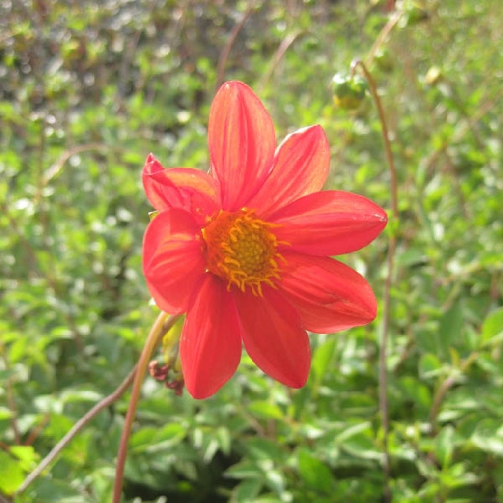 Dahlia coccinea - Scharlach-Dahlie