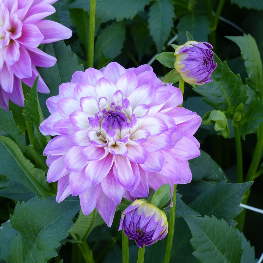 Dahlia décoratif Blue Wish