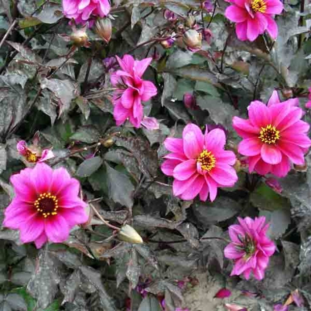 Dahlia paysage Excentrique