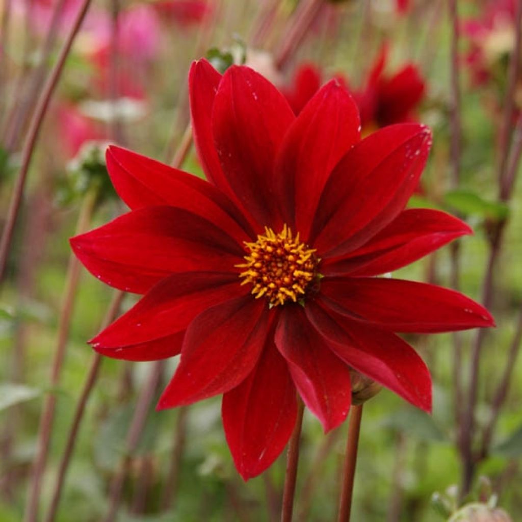 Dahlia paysage Exotique