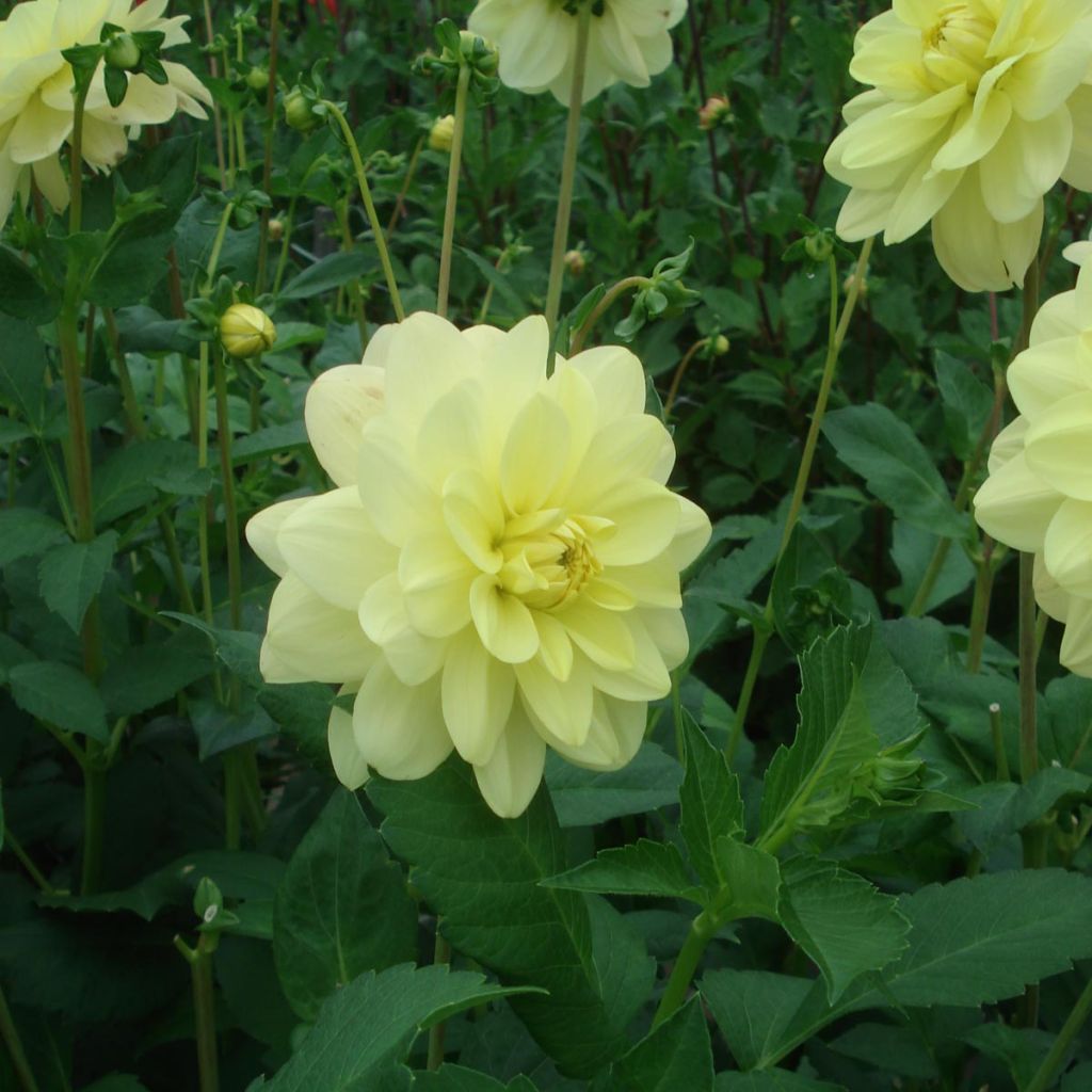 Dahlia camélia Glory of Heemstede