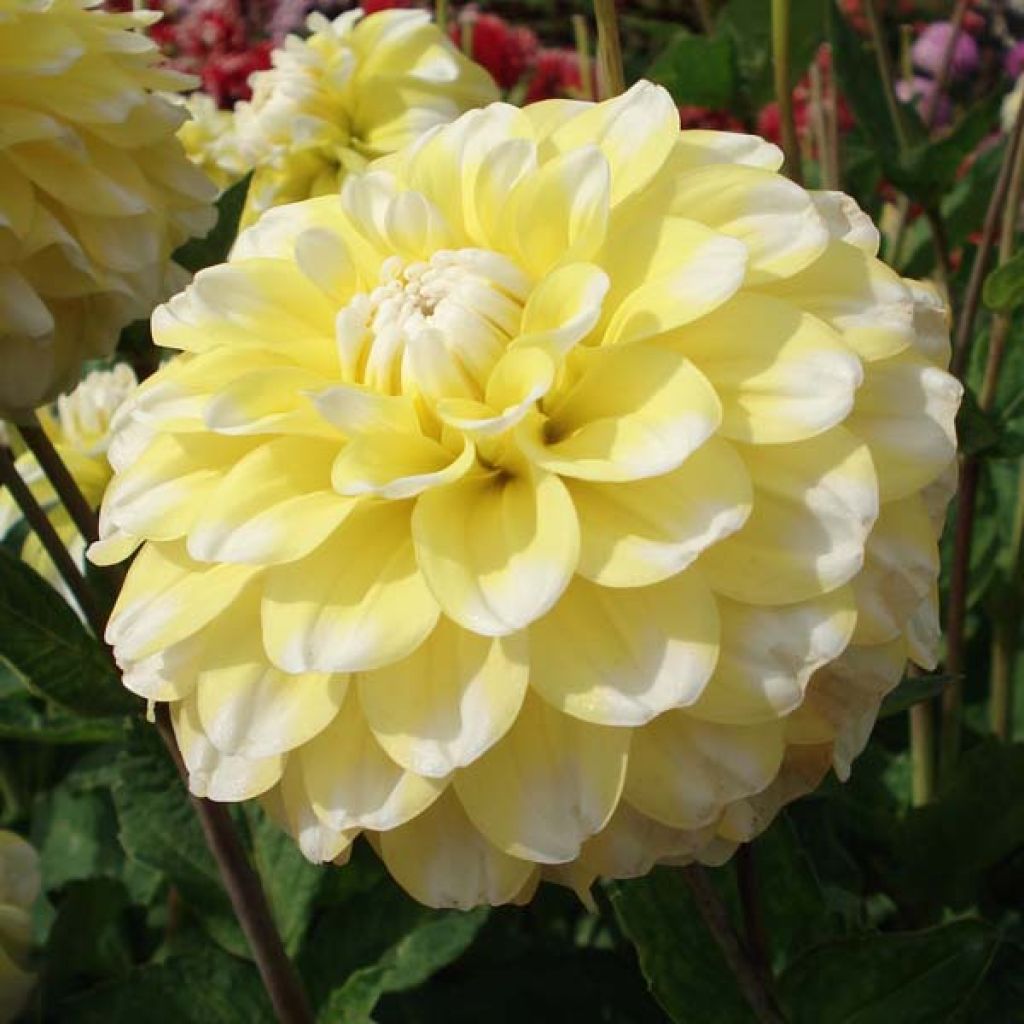 Dahlia Grammas Lemon Pie