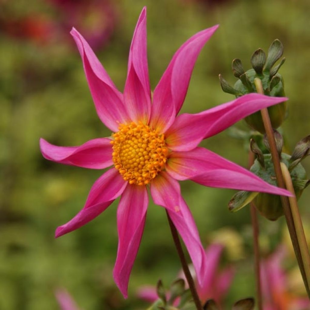 Dahlia Honka Mon Ange