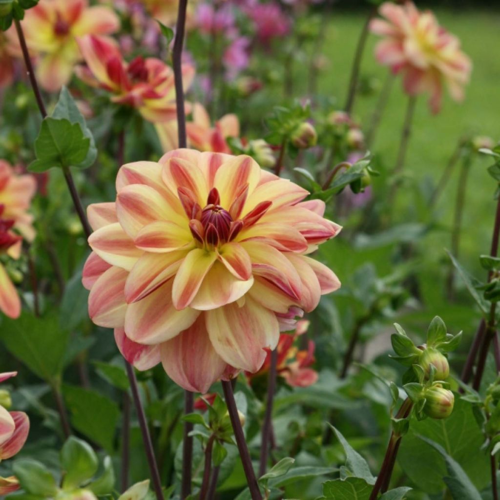 Dahlia camélia Happy Butterfly