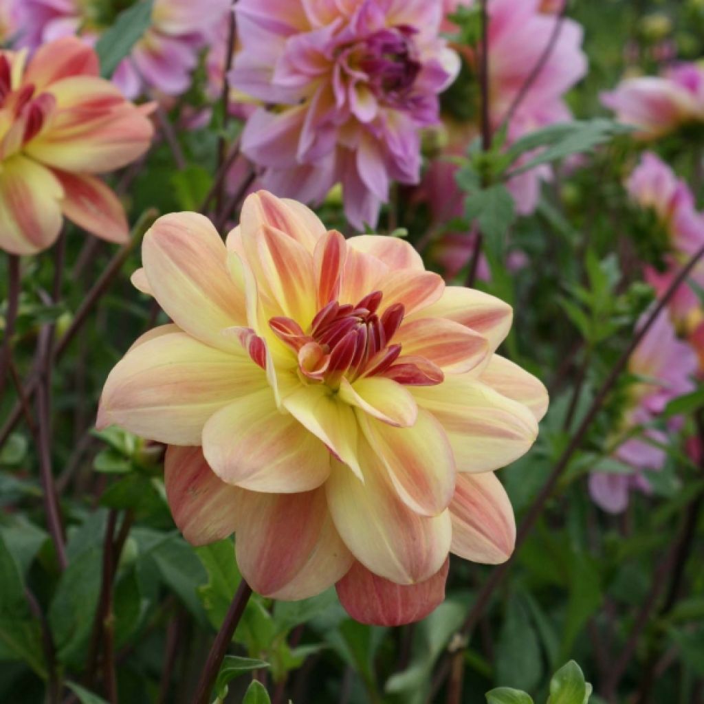 Dahlia Happy Butterfly