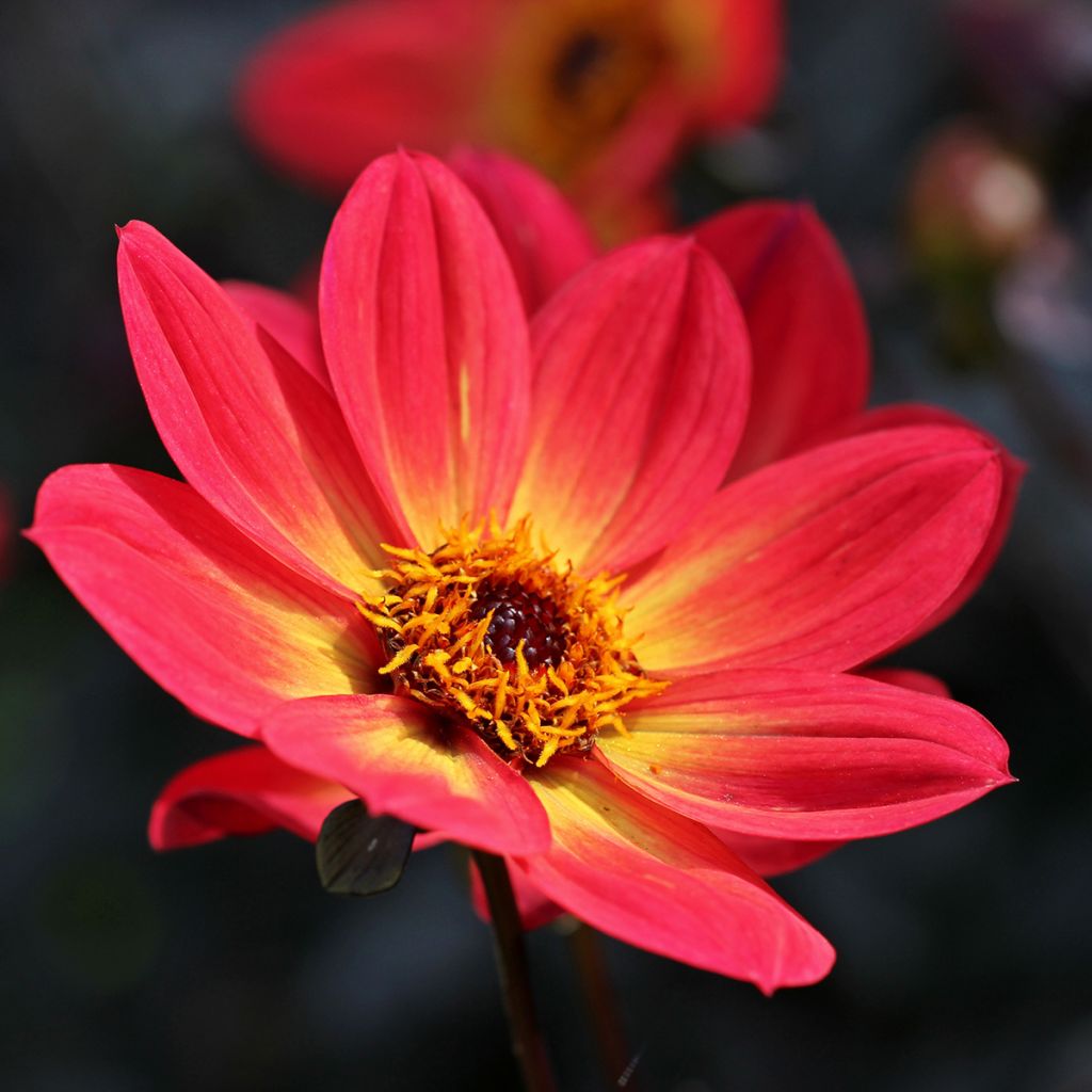 Dahlia Happy Single Flame