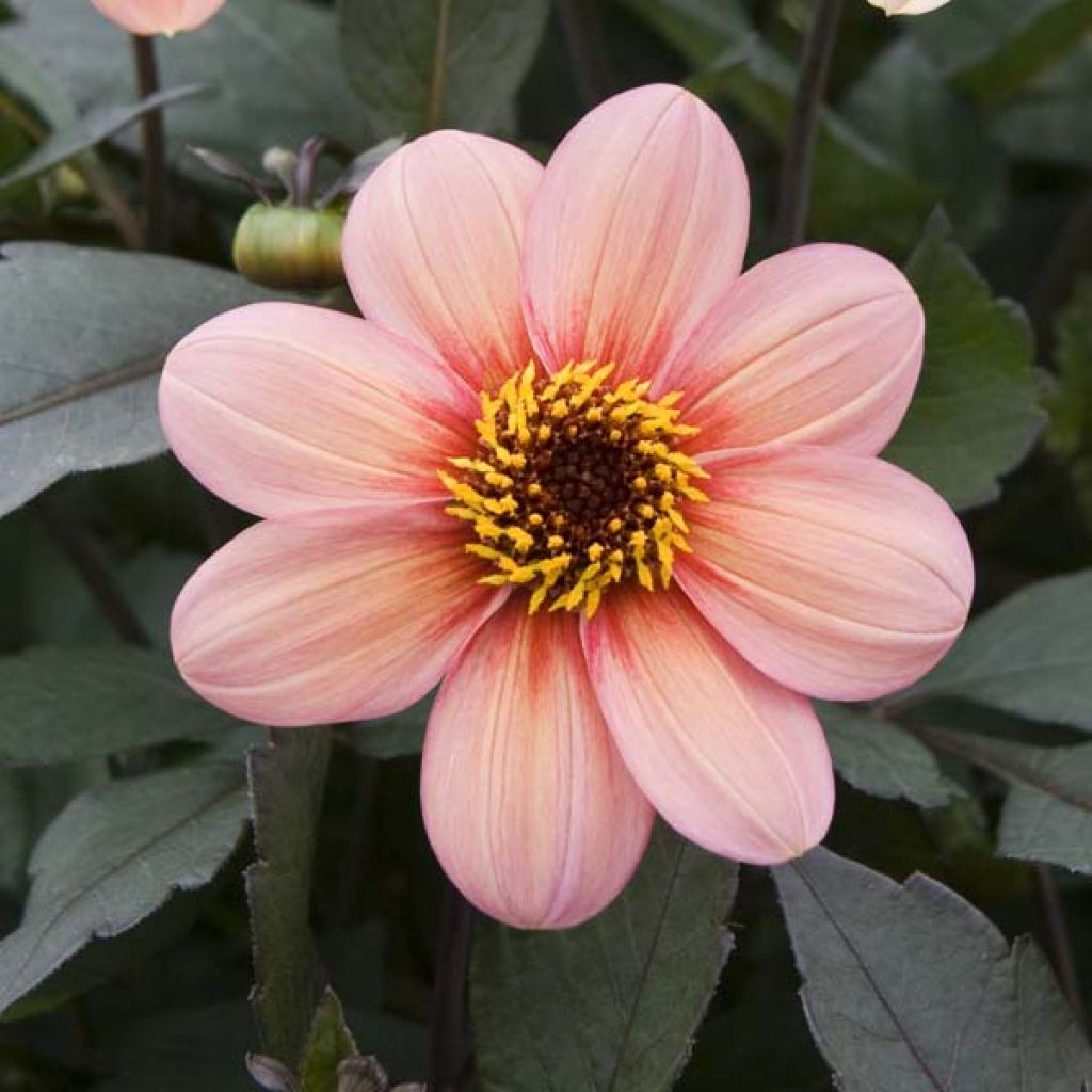 Dahlia Happy Single Kiss