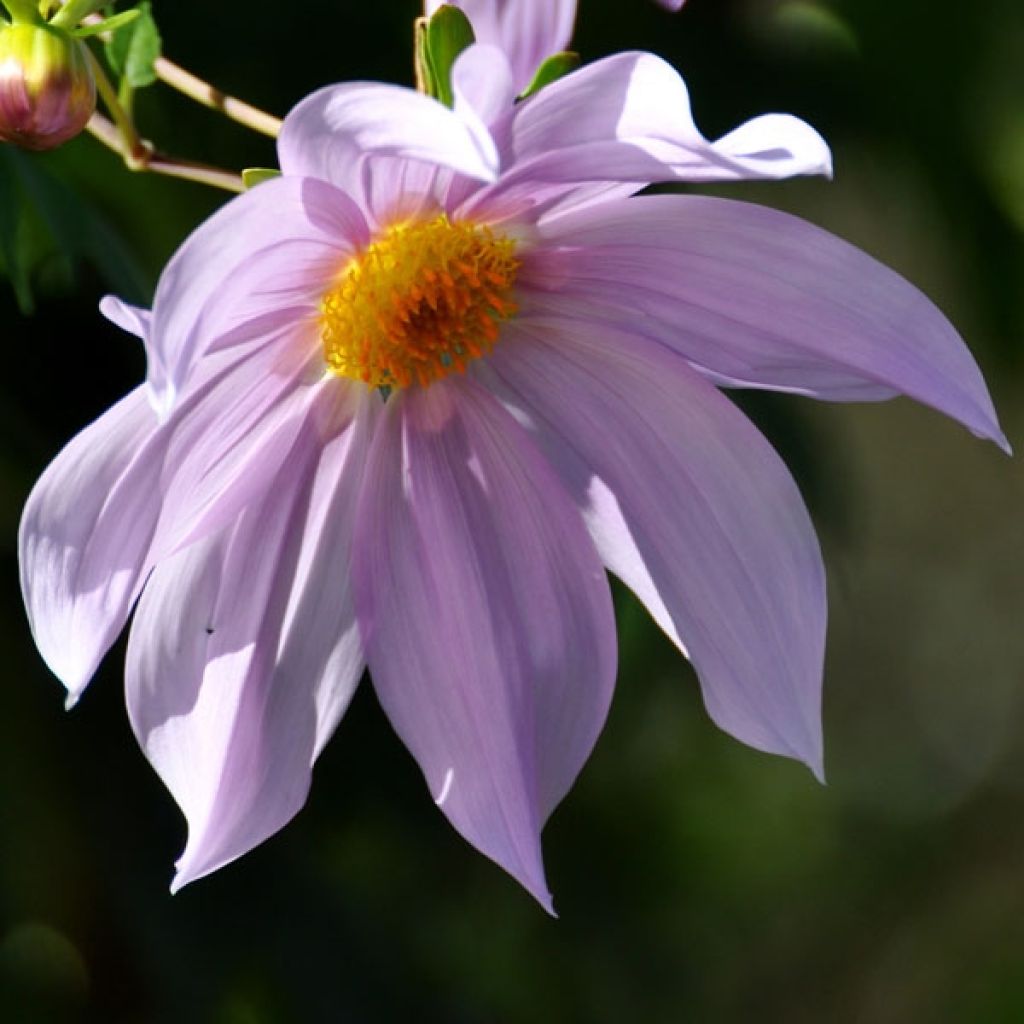 Dahlia géant Impérialis3