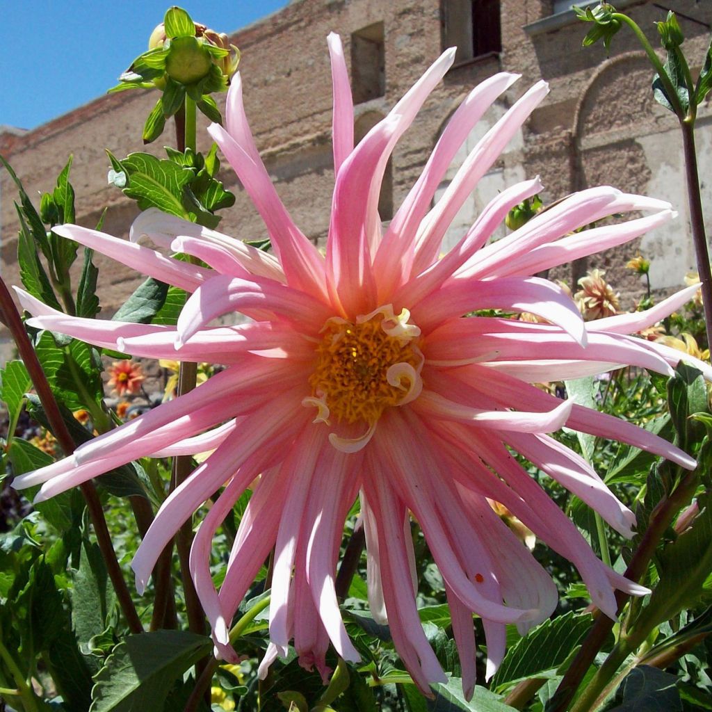 Dahlia cactus Jeanne d Arc