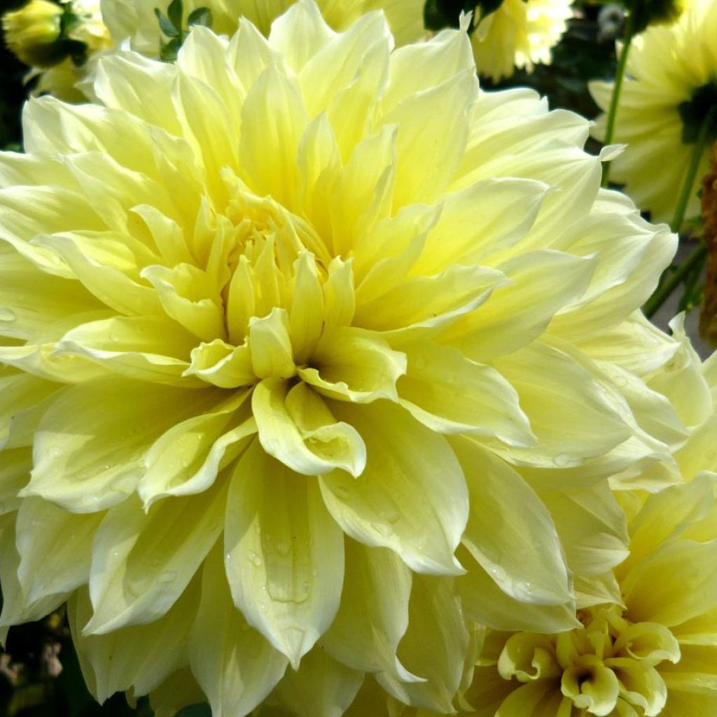 Dahlia géant Kelvin Floodlight