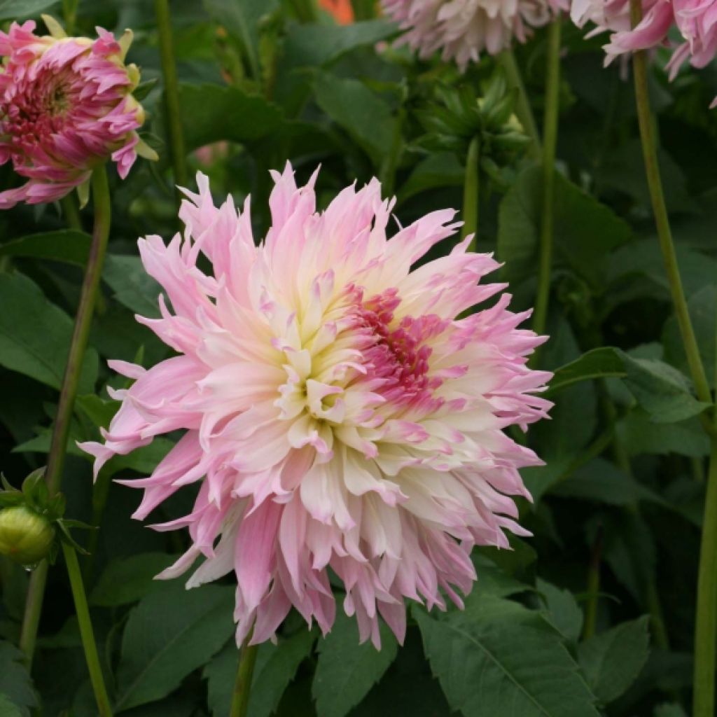 Dahlia Cactus Nadia Ruth