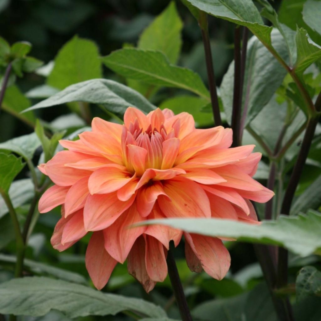 Dahlia Décoratif Nicholas