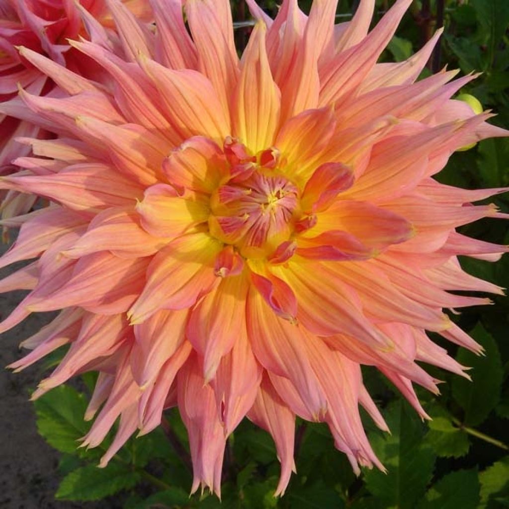 Dahlia semi-cactus Omega