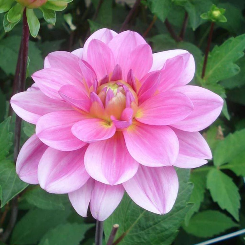 Dahlia Onesta