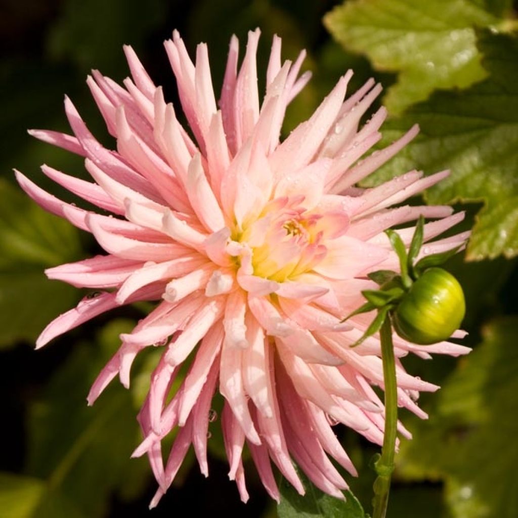 Dahlia cactus nain Park Princess