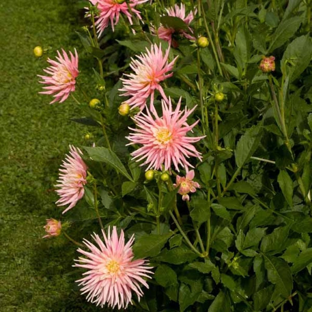 Dahlia Cactus Park Princess