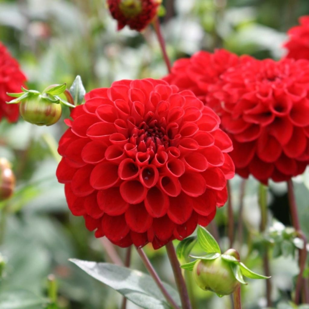 Dahlia balle Red Fox