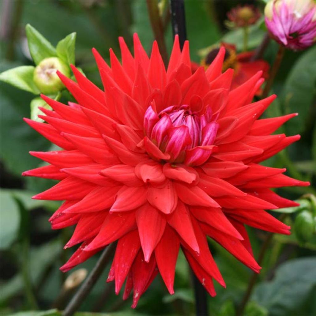 Dahlia semi-cactus Witteman's Best