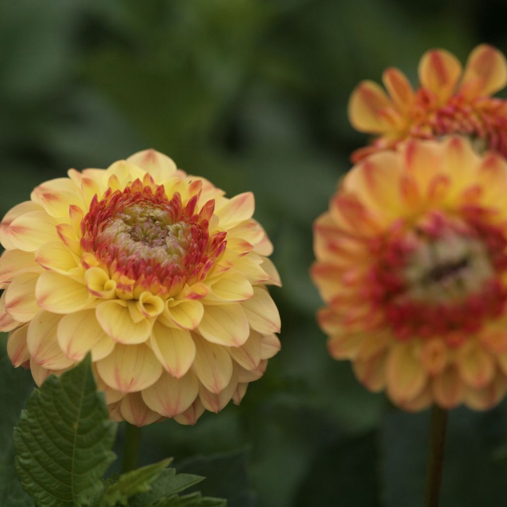 Dahlia pompon Sunny Boy