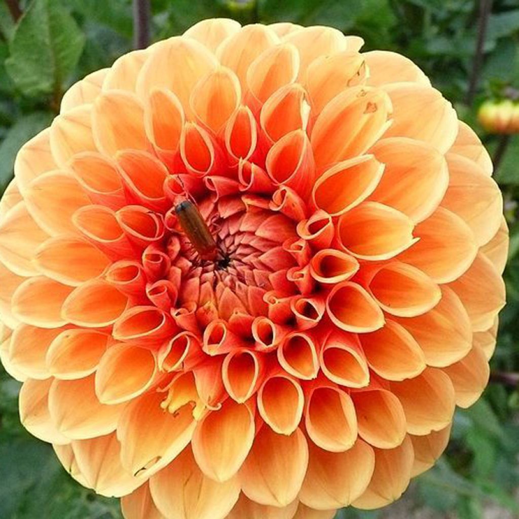 Dahlia Sylvia