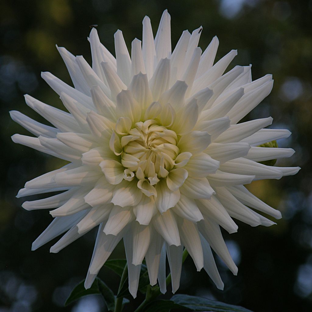 Dahlia cactus White Happiness